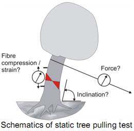 PiCUS TreeQinetic树木拉伸测试仪