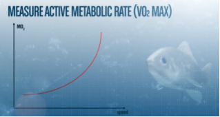 斑马鱼呼吸代谢测量系统